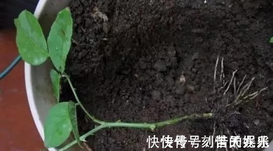 蟹爪兰|养花爱好者看过来这15种花现在“扦插”，生根快，一个周就长芽