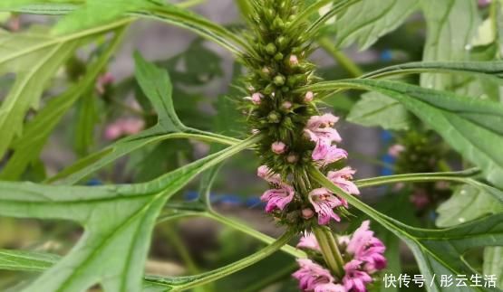 益母草|农村一种野草女人的“吉祥草”,茎叶能吃好处多,一斤能卖60元!