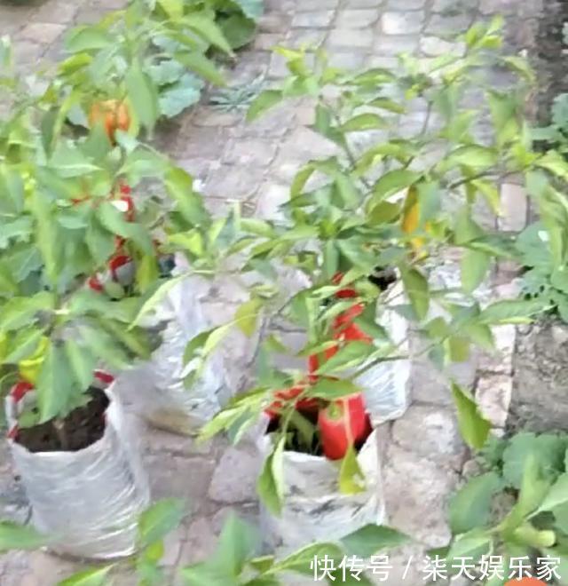 花友|养花不成“改种菜”，红辣椒种在“编织袋”里，一次能摘30斤