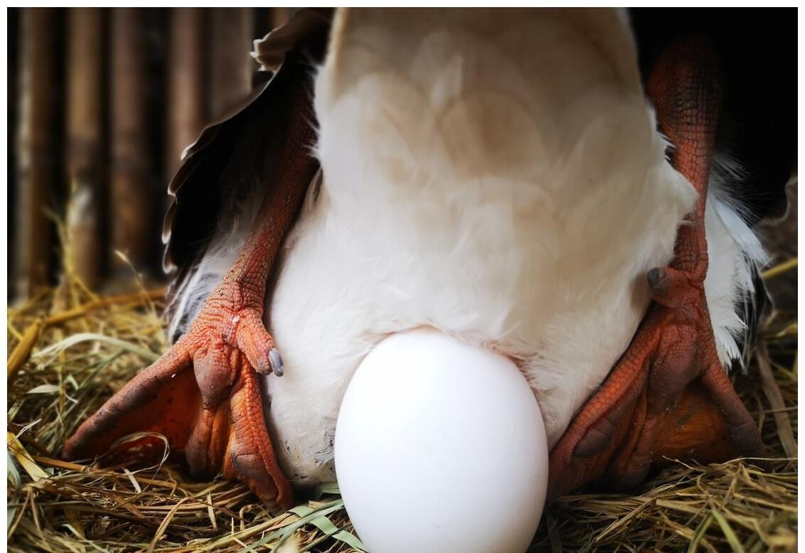 营养成分|怀孕几个月能吃鹅蛋?有什么好处?