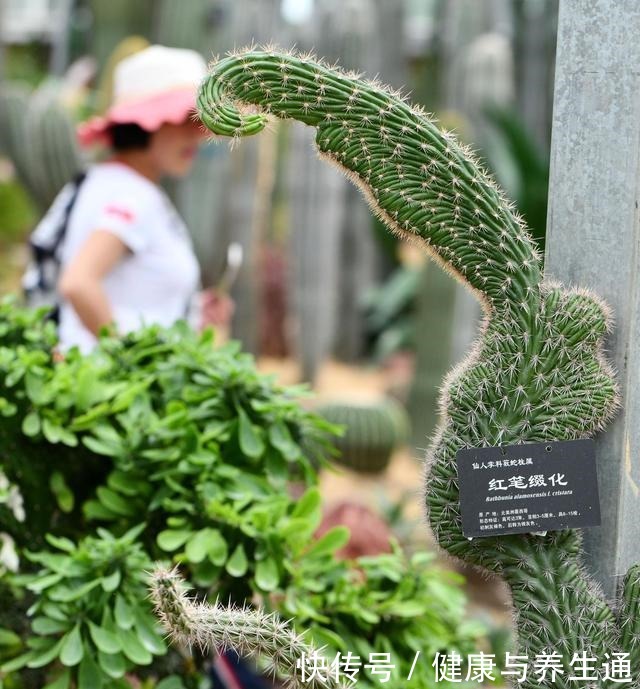 多肉植物休眠的3个原因，休眠害处大，能避免尽量避免！