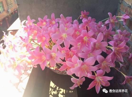 这种球乱养都能活,丢盆里1个月开花,开花太惊艳