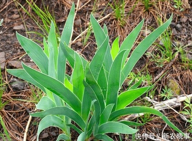 外形|外形像“手雷”,若见到这种野果,别害怕,记得采回家,是好东西