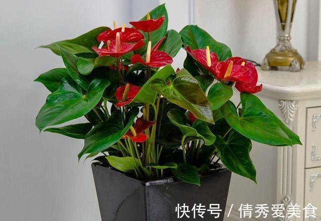 红掌|养花高手都在养这6种花,四季开花非常美,最后3种“香味”足