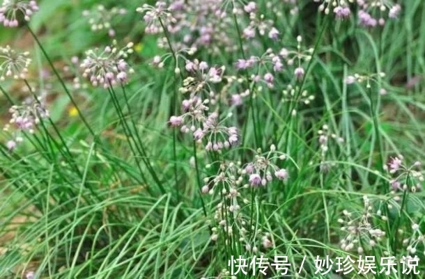 野菜|农村“似蒜非蒜”的野菜,实质上为名贵药材,不要傻傻的拿来吃了