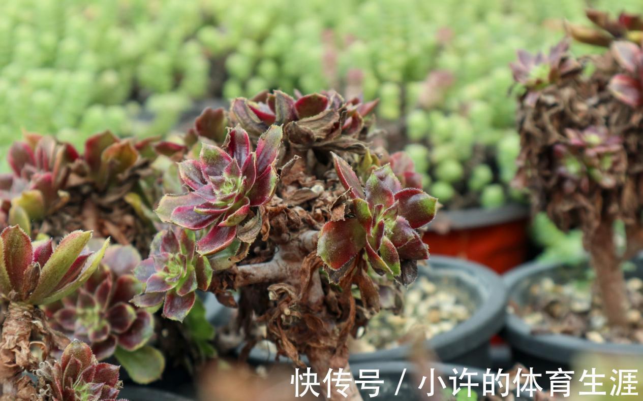 不受冬季低温干扰的多肉法师,盆栽该怎么打理?