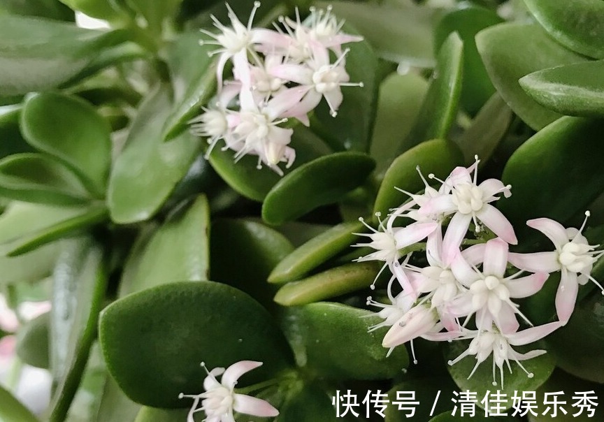 金钱树|4种树,花开富贵“好兆头”,难得一见,看看你家有吗?