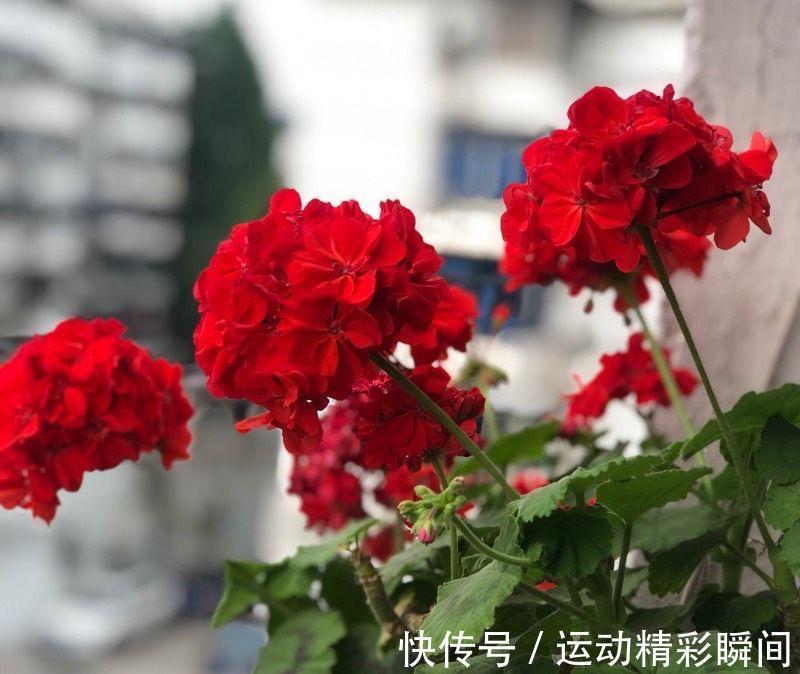 虎刺梅|有2种花,非常皮实好养漂亮,没有虫害、一直开花、花期超长