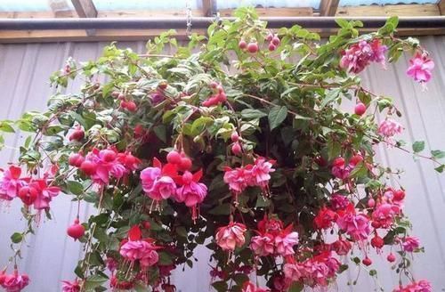 倒挂金钟|此花枝条沾土就生根,3个月长满盆,一年能开200天,值得拥有