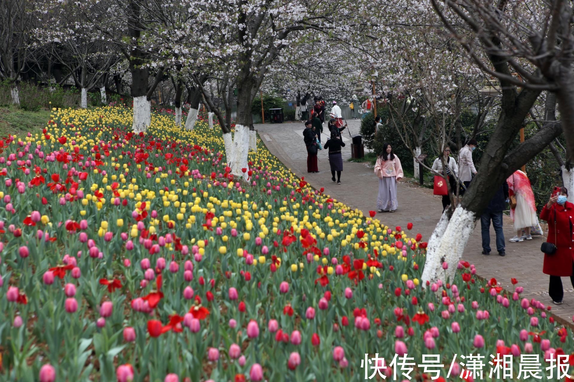 22湖南世界名花生态文化节暨第十八届樱花节 开幕 粉紫色
