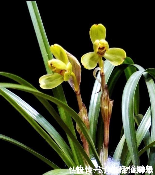 养兰新手必知，要便兰花多发苗、发壮苗，“这个动作”不可不做！