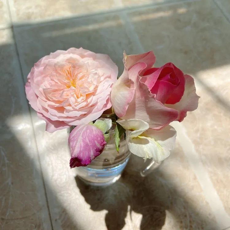 迷你小院儿，种满多肉、花草和蔬果，沉醉在自己的世外桃源！