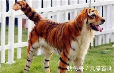 |搞笑动图:这狗牵出去一定霸气!