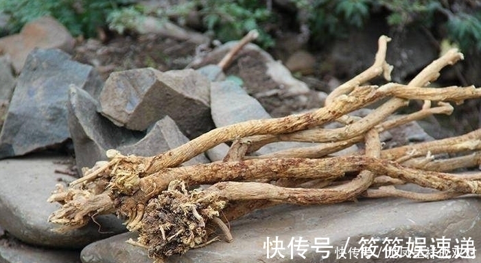 豆科植物|黄芪的“铁搭档”，没事泡水放一点，还你“婴儿肝”