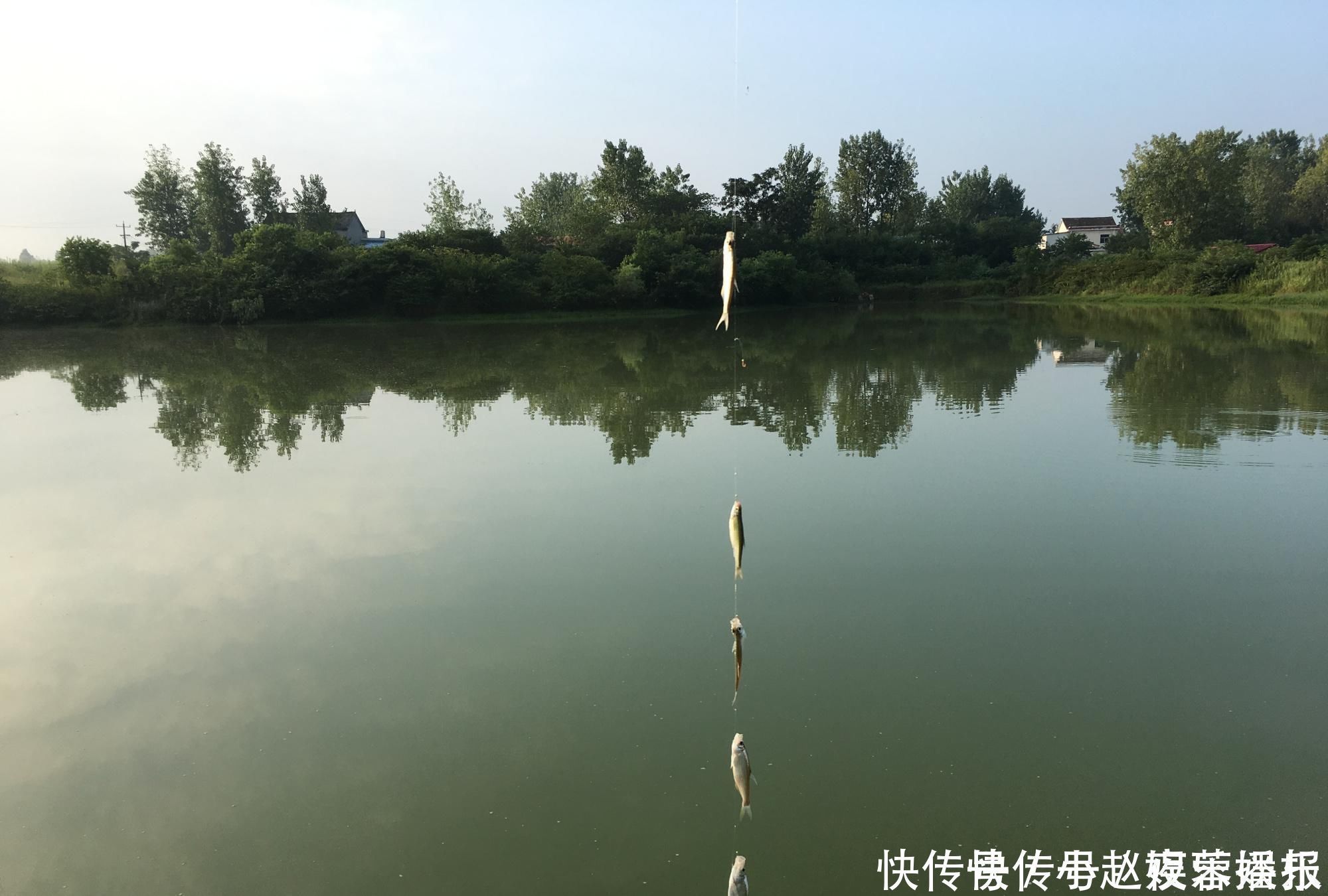 拉丝|白条随便一点饵料就想糊弄我上鱼要想持久,就得这么干