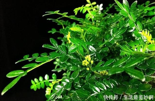 老家村里都不点蚊香原来家家户户都养这种“草”,好看耐活不贵!