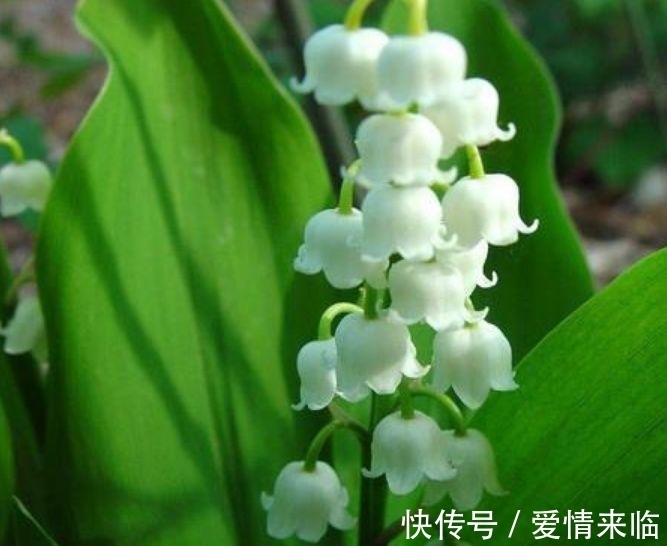 4种花漂亮又容易爆盆,越贱养越爆盆,一开就是300多天