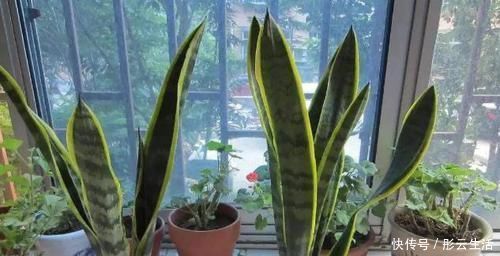 松土|养花浇水后,多注意此3点,轻松“躲避”积水烂根困扰