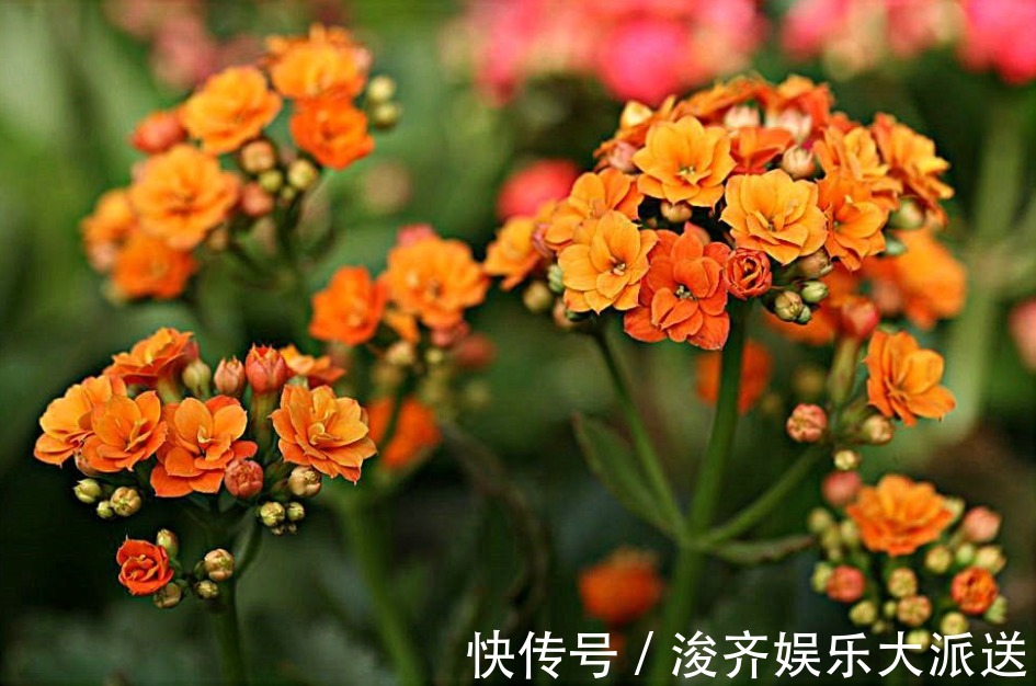 长寿花|新手养长寿花，做好3个小技巧，花苞猛长不停，养一盆爆一盆