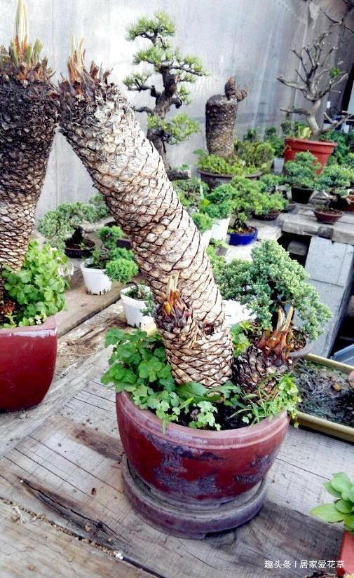 大叔养了七年的盆栽，不长叶子不开花，长成这样500一盆被买走