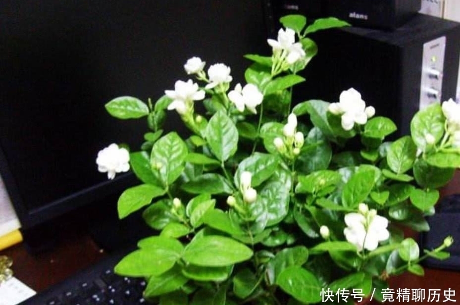 养护|想让“茉莉花”再次开花，按照“3点”进行，花朵多香味浓！