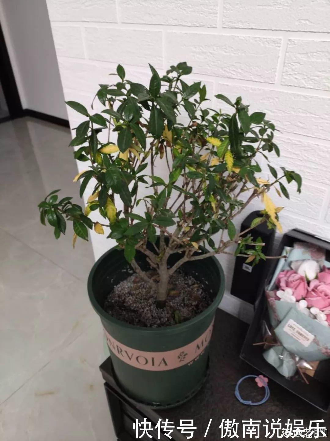 大疙瘩|盆土硬成大疙瘩,浇点松土剂,立马软得像发糕!