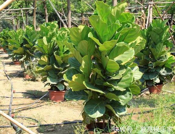 种花|3种花“太值钱”,不用去买,将“枝叶”拿来扦插,在4月就生根