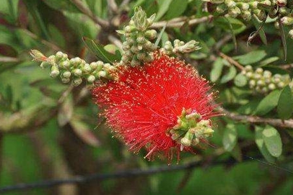 此花的花朵英姿飒爽，每到夏季炫目多彩，有着风韵独特的寓意！
