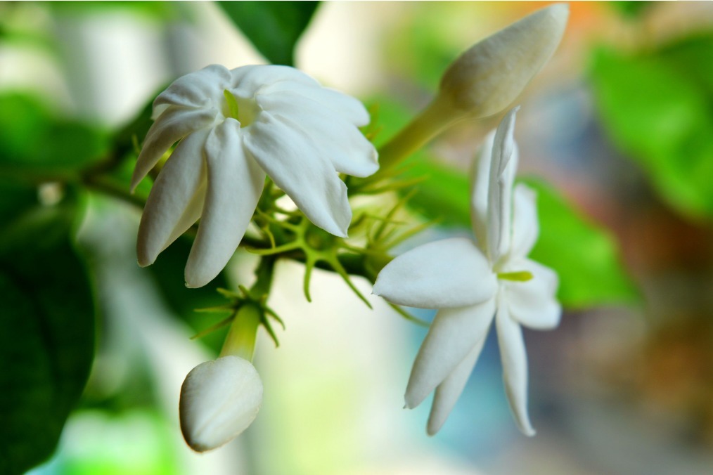 三种爱“吃醋”的花卉，一周喝一次，花苞蹭蹭往外冒！