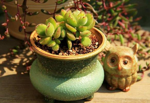 养殖多肉熊童子,盆栽谨记''3重点'',枝繁叶茂、爪子上色快