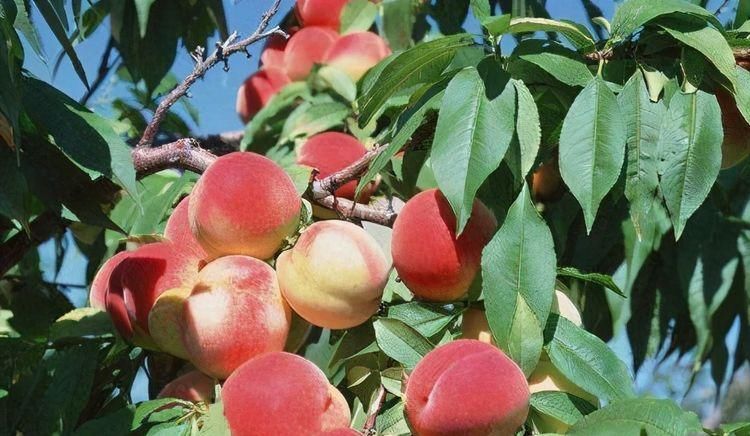 食物|人到中年,不妨多吃三种食物,健胃消食,增强食欲,爱吃就赚到