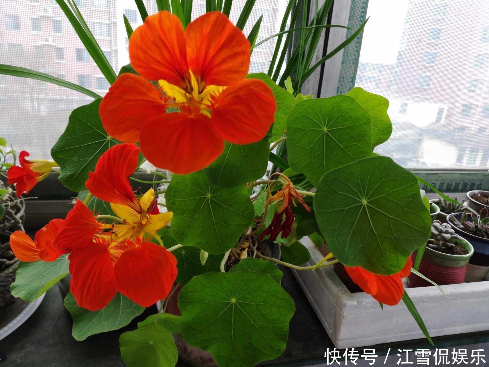 多年生|此花为旱地上的荷花，花朵如群蝶飞舞，也代表着随遇而安的寓意