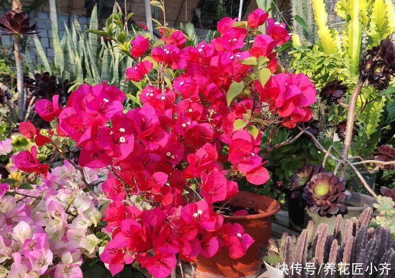 三角梅一直掉花怎么办？花期它有“五不能”，你做好了再试试