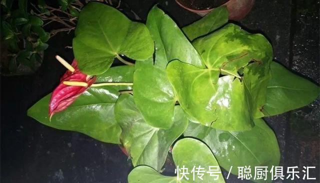 养花|逛花市的“小技巧”,低价花卉“随便淘”,大饱眼福又省钱