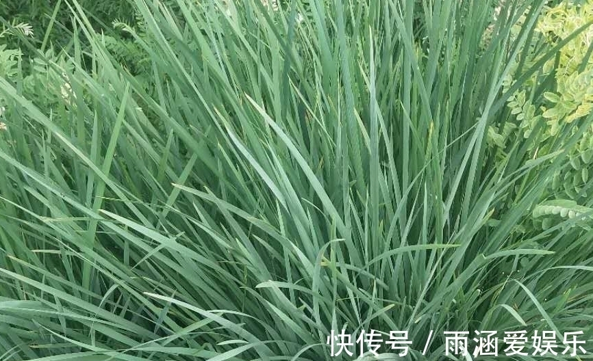 此种像韭菜一样的花卉,它的叶子可是宝,观赏,做手工无所不能
