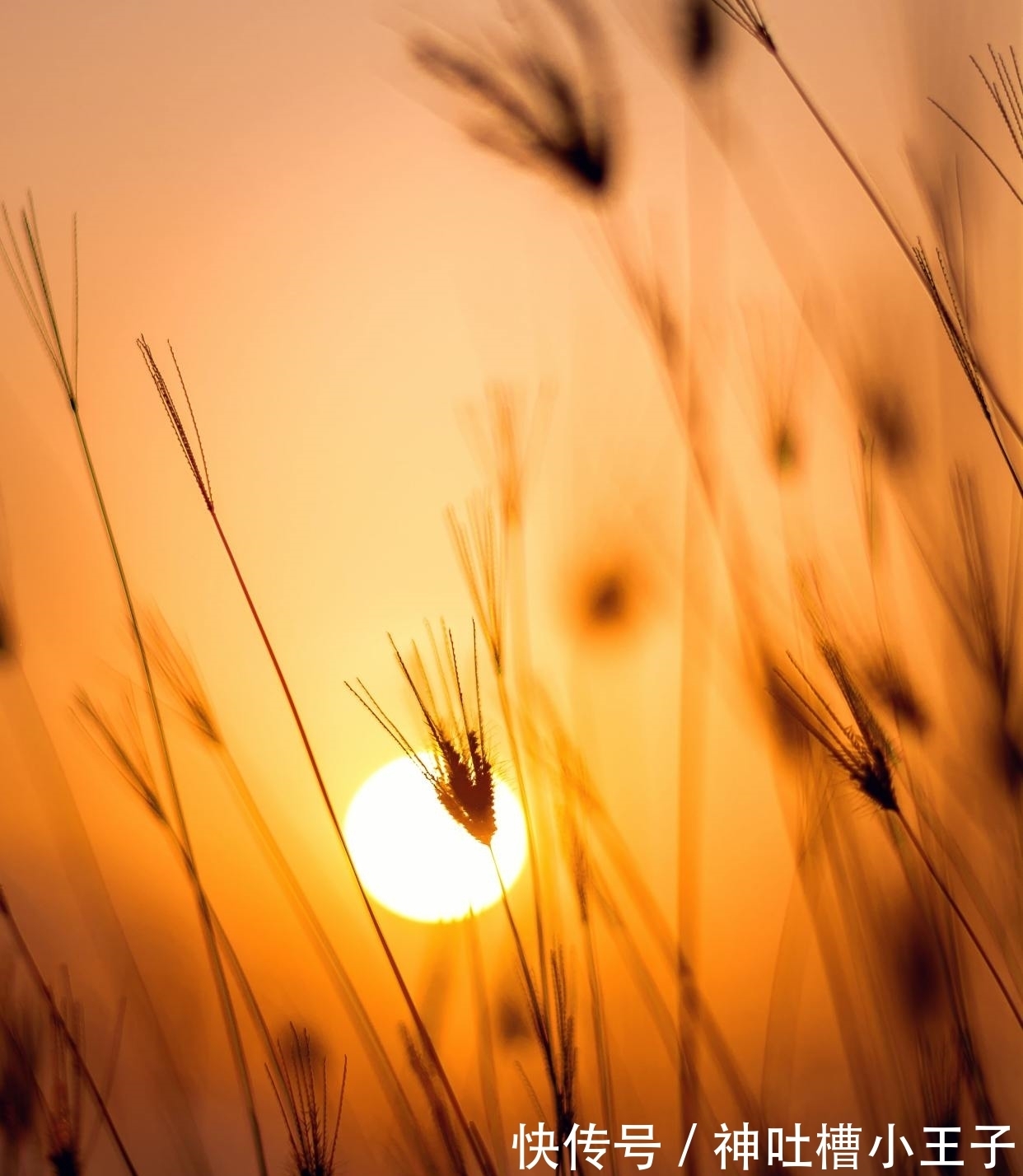 明月何时照我还&王安石很经典的7首短诗,4首励志3首可爱,读来大有收获