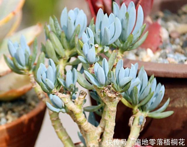 意境|10款意境深远的蓝色系多肉！养成老桩美呆了！越养越爱！