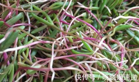 副作用|碱蓬菜这种野菜，营养价值极高，很多人当成普通的菜！可惜了