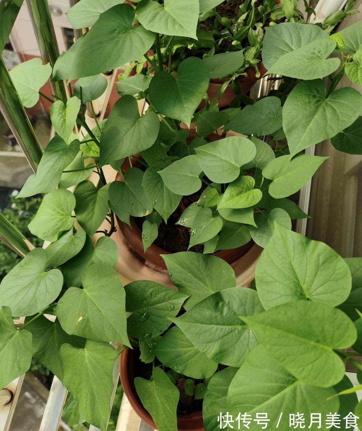 7种“蔬菜”冬天种，0度冻不死，吃一茬冒一茬，连续吃半年