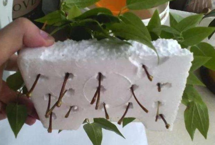 泡沫箱别丢!掰一块扦插养花,省钱实用,用途极广