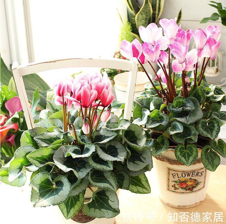 吉祥花|10大“吉祥花”适合养客厅,格调高,株型美,旺财又护家