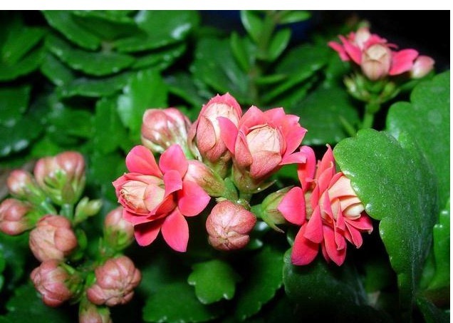 酸二氢钾|冬天最适合养以下几种花,好养又易爆盆,零下的温度也冻不死