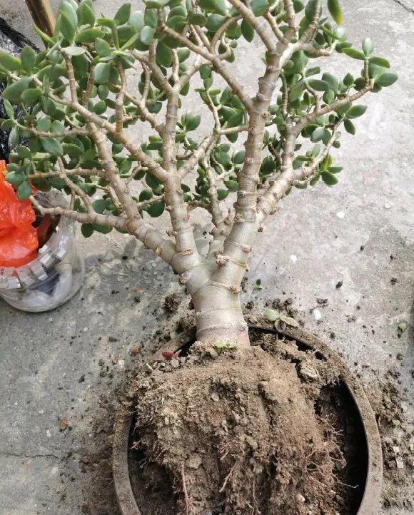 蟹爪兰|长寿花换盆，切忌越换越大，一直用小盆养才好！