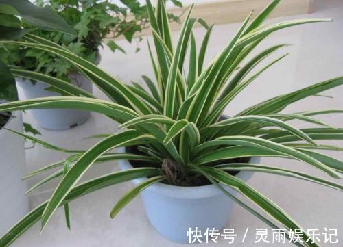 5种植物养在家中,不仅净化空气还能促进睡眠呢