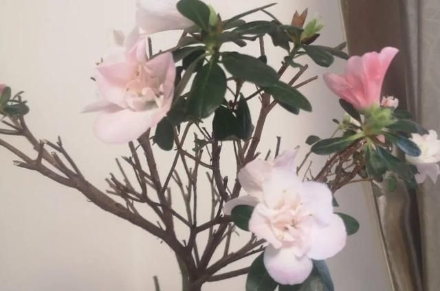 6种花一天不浇水,叶子就耷拉,缺水3天就死翘