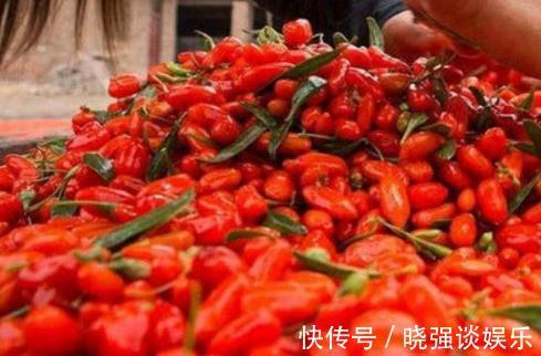 泡水|枸杞泡水喝,记得要注意3件事,如果犯了错,对身体危害很大