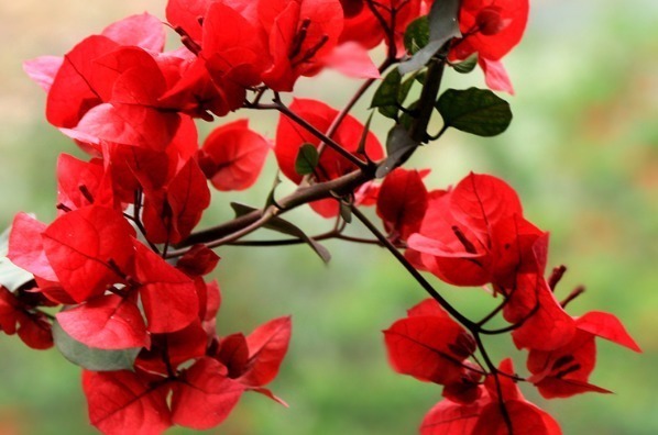 想要有一个花园,不如在阳台养这些花朵,年年开花爆盆,绚丽多彩