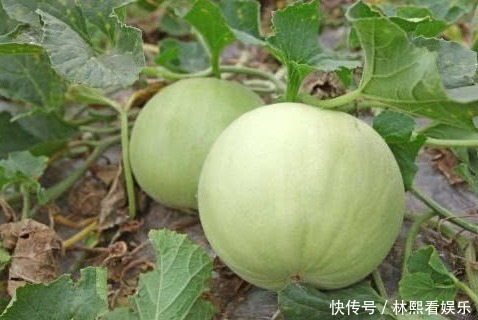 春天養(yǎng)生要會(huì)吃，適合吃幾種東西，預(yù)防肥胖，減肥消脂，補(bǔ)血嫩膚