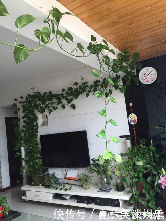 绿萝的“小阀门”，打开后就疯长！叶子油绿，7天长成一大盆