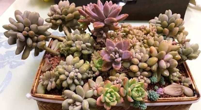 新入手多肉,上盆做好这4点,植株茎叶养得胖嘟嘟